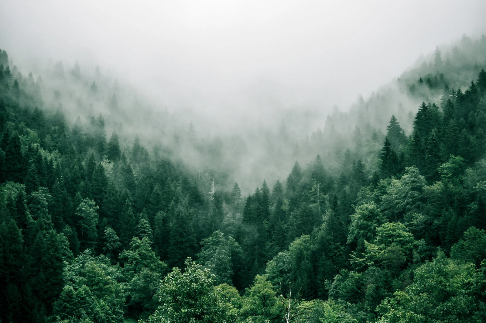 Imagen de un paisaje montañoso cubierto por un denso bosque de coníferas. La escena está envuelta en una bruma que le da un aspecto místico y etéreo, con la niebla suavizando los contornos de los árboles y difuminando la distancia. La paleta de colores se enfoca en tonos verdes y grises, creando una atmósfera tranquila y serena.